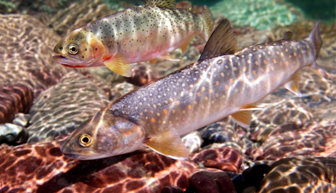 Bull Trout, Westslope Cutthroat Trout