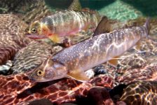 Bull Trout, Westslope Cutthroat Trout